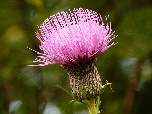 {Cirsium muticum}